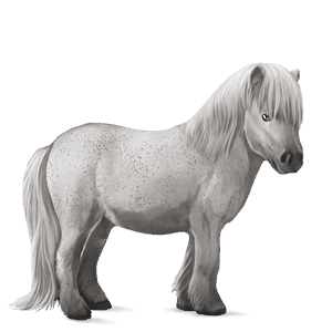 ponny shetlandsponny gulvit