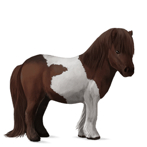 ponny shetlandsponny mörkbrun tobiano