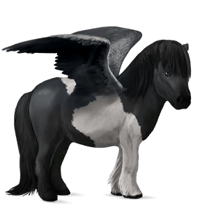pegasus-ponny shetlandsponny svart tobiano