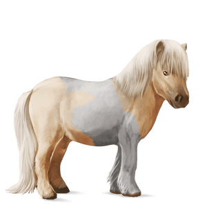 ponny shetlandsponny isabell tobiano