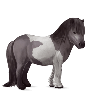 ponny shetlandsponny musblack tobiano