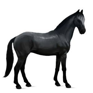 ridhäst lipizzaner mörkfux