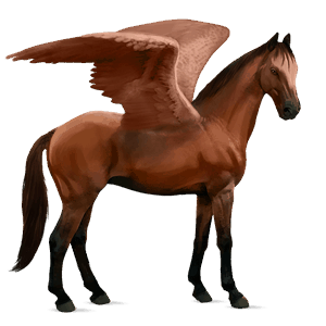 pegasus-ponny belgisk ridponny körsbärsbrun