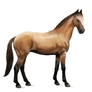 ridhäst lusitano gulbrun