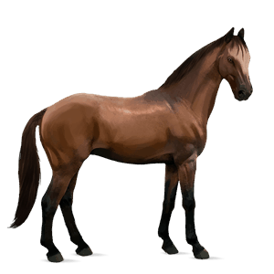ridhäst trakehner brun