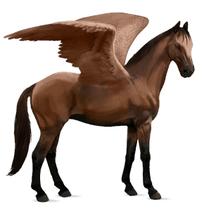 ridpegasus trakehner mörkbrun