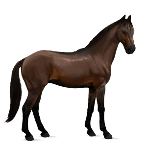 ridhäst lusitano mörkbrun