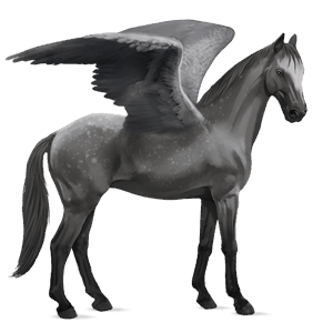 ridpegasus quarter musblack