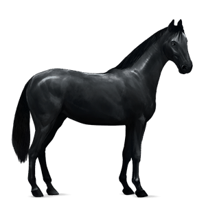 ponny shetlandsponny linfux 