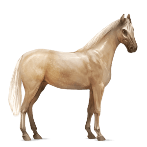ridhäst paint horse svart tobiano
