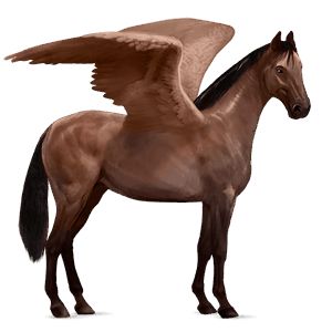 ridpegasus argentinsk criollo brun
