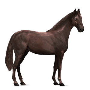 ridhäst trakehner svart