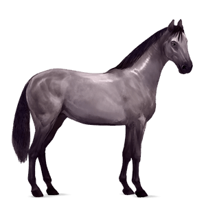 ponny shetlandsponny linfux 
