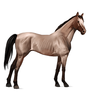 ridhäst lusitano mörkfux