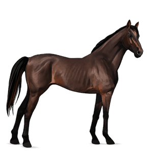 ridhäst trakehner mörkbrun