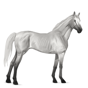 ridhäst appaloosa svart snöflinga 