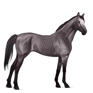 ridhäst lusitano apelgrå