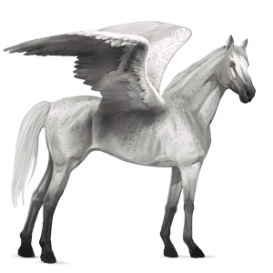 ridpegasus argentinsk criollo apelgrå