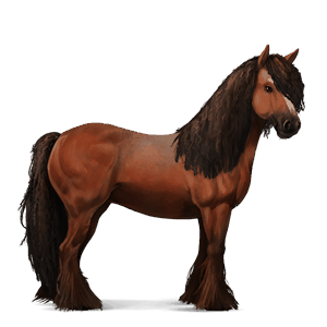 ridhäst lusitano körsbärsbrun