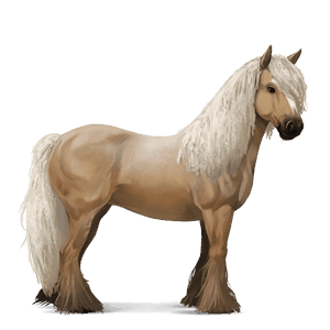 ridhäst lusitano apelgrå