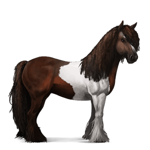 ridhäst lusitano brun