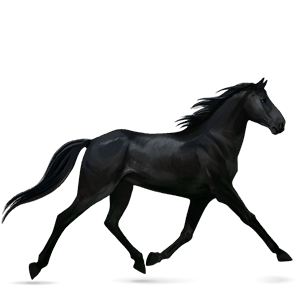 ridhäst lusitano apelgrå