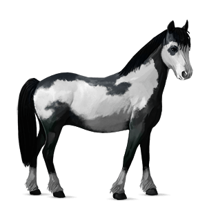 ponny shetlandsponny körsbärsbrun