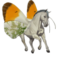 ridhäst lusitano gulbrun