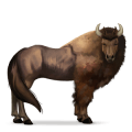 vildhästen bisonoxe