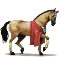 ridhäst lusitano brun
