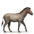 den förhistoriska hästen hippidion