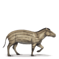 den förhistoriska hästen hyracotherium