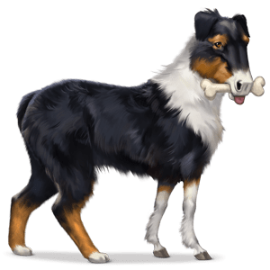 pet-australian-shepherd