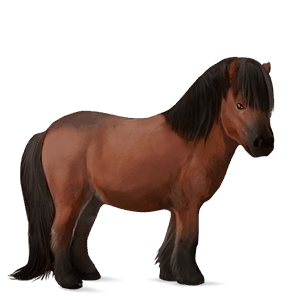 ponny shetlandsponny körsbärsbrun