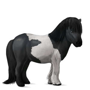 ponny shetlandsponny svart tobiano